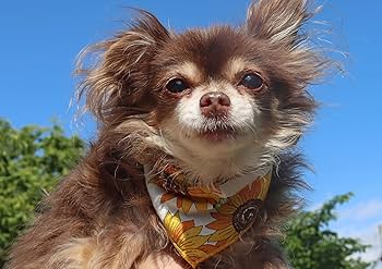 Amazon | 《CHAMMY》【ひまわりバンダナ 12枚入り】トリミング